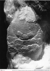 Historisches Foto von Galatheites britmelanarum (Robins & Klompmaker, 2019) (NHMW-AFW-GEO-BACHMAYER-FOTO-1990-0041-3502)